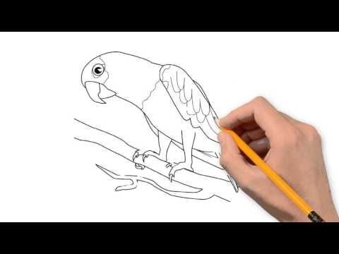 Поэтапное рисование попугая