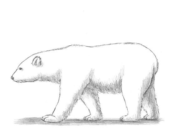 Медведь рисунок карандашом