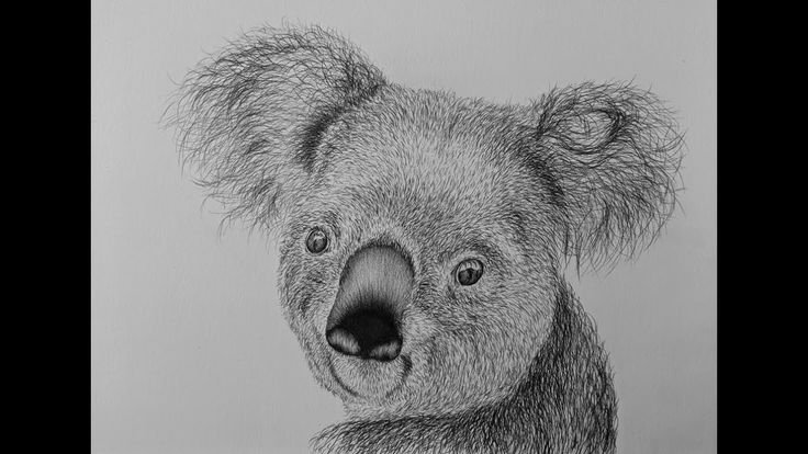 Коала рисунок карандашом