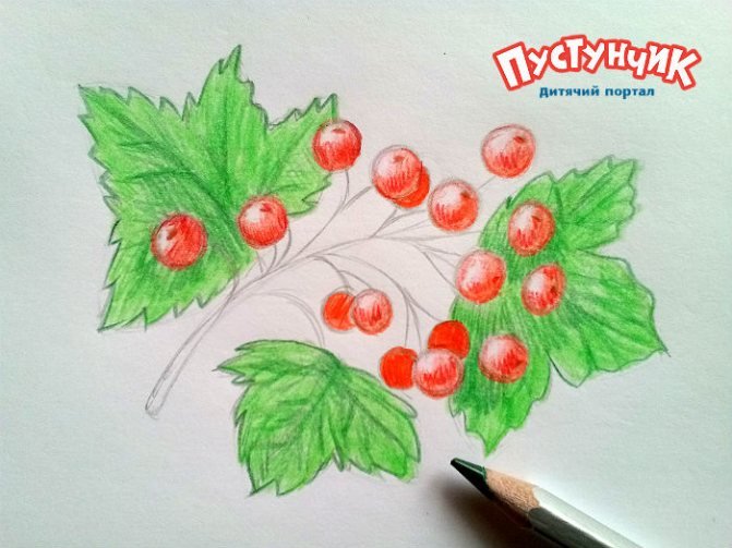Рисунок калины карандашом