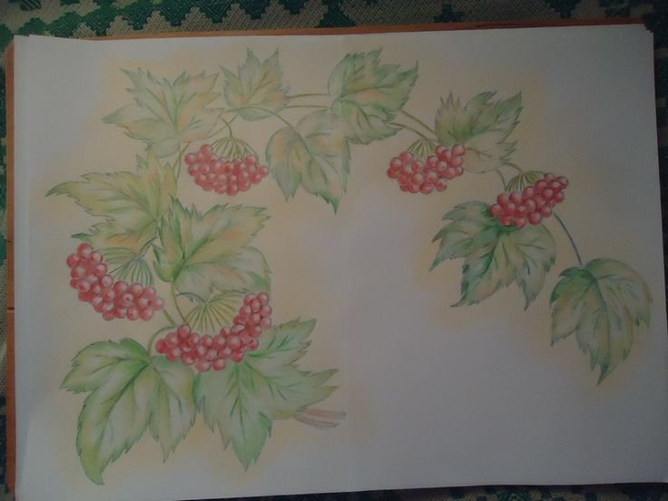 Рисунок калины