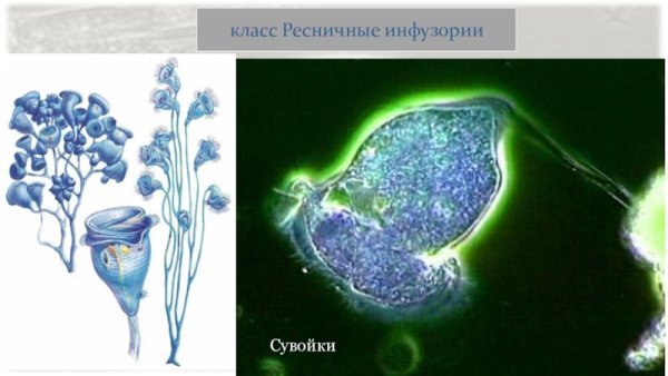 Колониальные сувойки