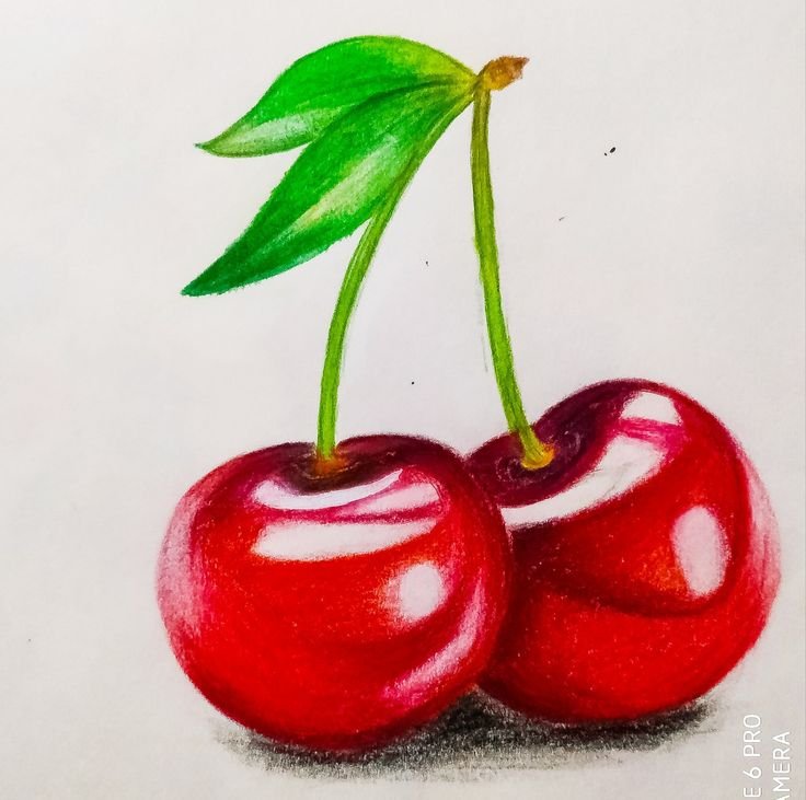 Вишня рисунок