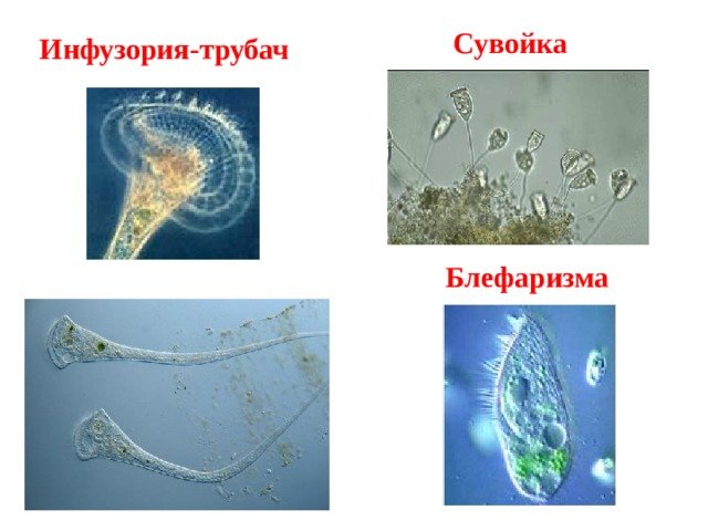 Инфузория сувойка
