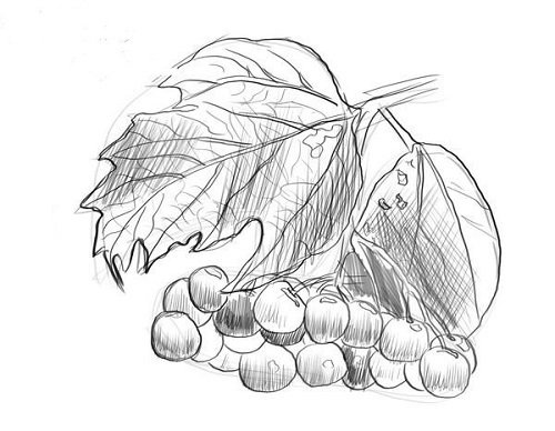 Лист калины рисунок