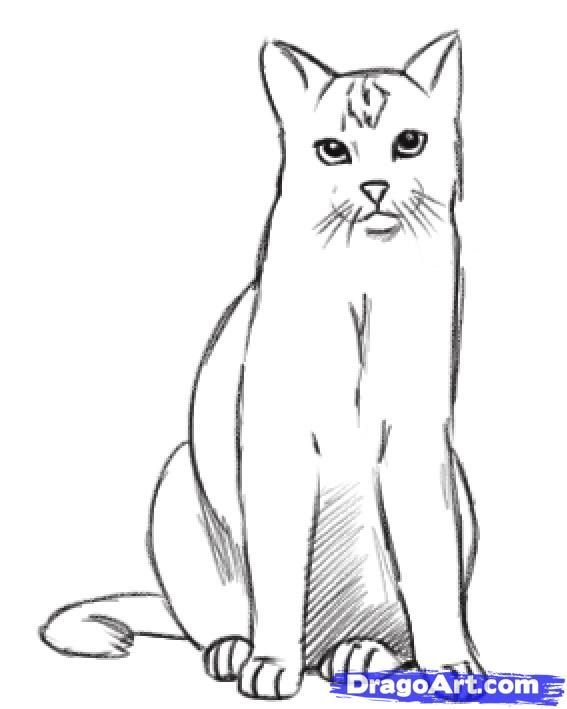 Нарисовать сидящего кота