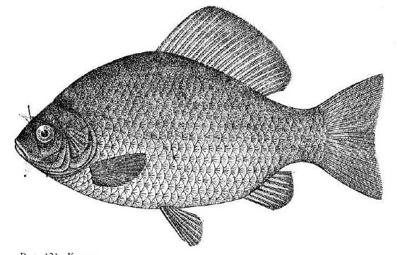 Карась обыкновенный Carassius Carassius