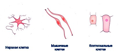 Эпителиально мышечная клетка гидры мышечные фибриллы