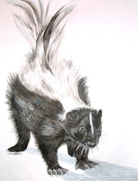 Рисуем акварелью скунса