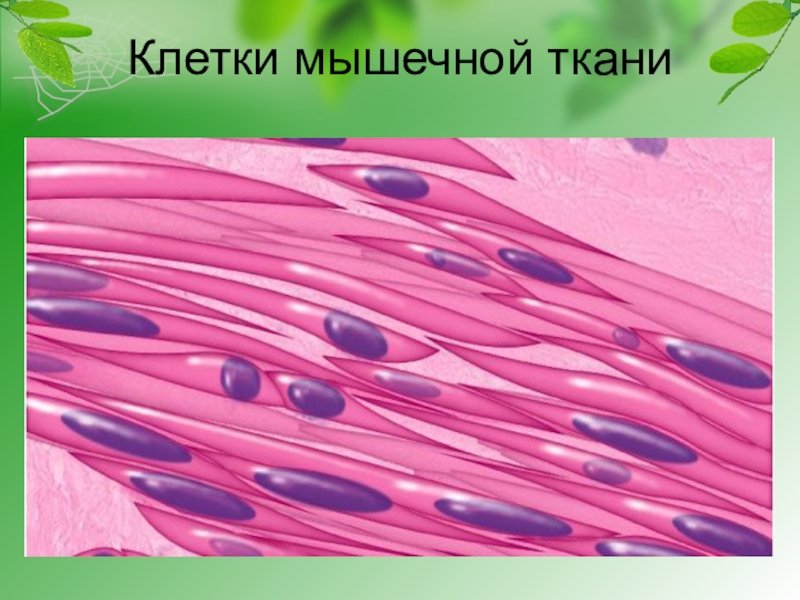 Гладкая мышечная ткань изображение клетки ткани