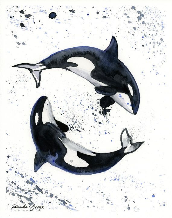 Orca Касатка