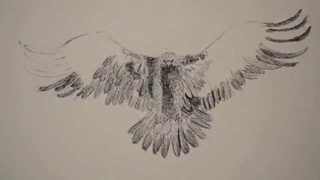 Орел рисунок