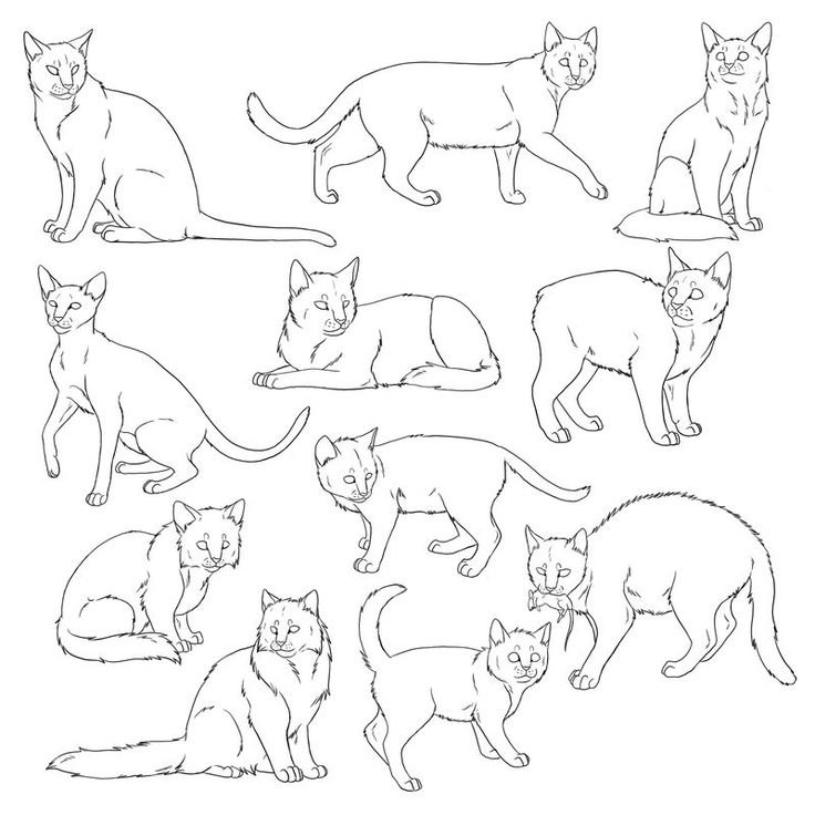 Позы котов для рисования
