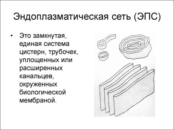 Эндоплазматическая сеть схема