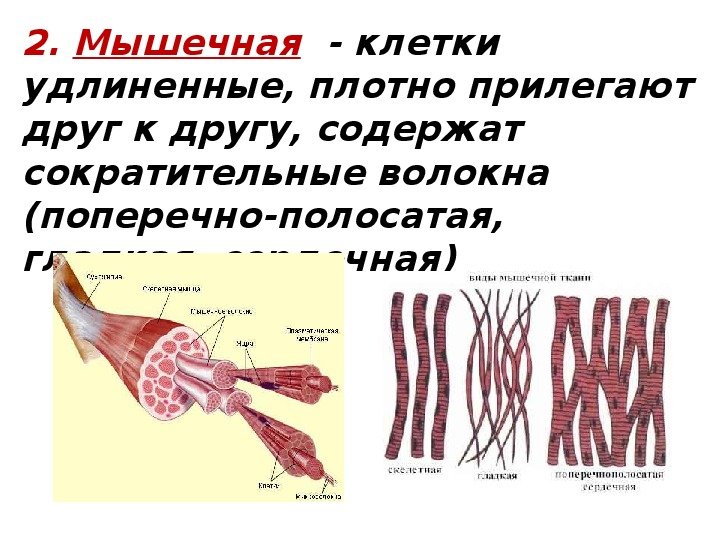 Строение клетки гладкой мышечной ткани