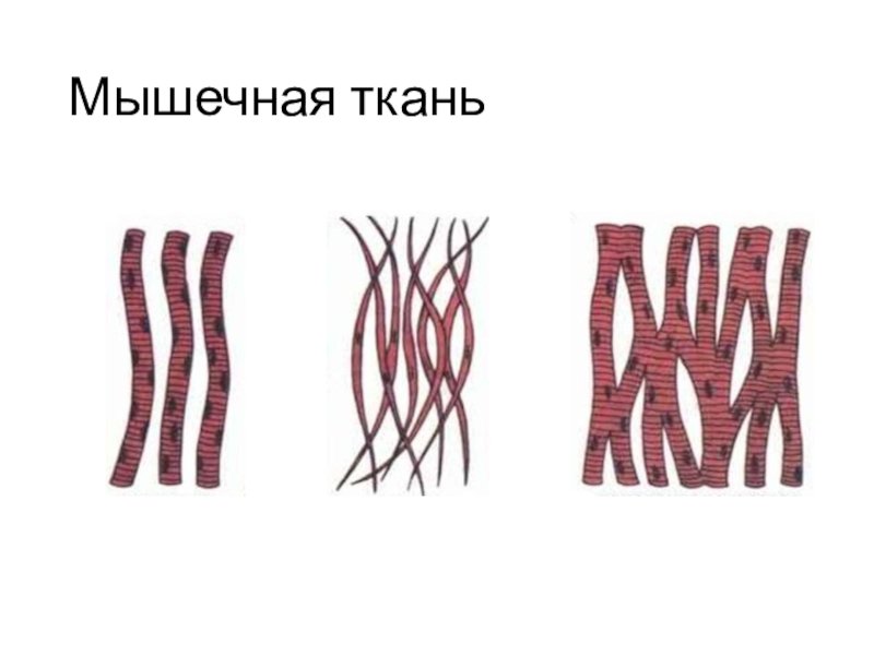 Клетки мышечной ткани