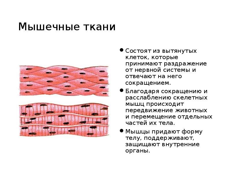 Строение клетки мышечной ткани