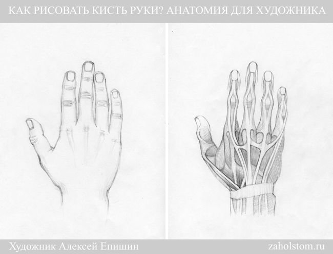 Кисти рук карандашом