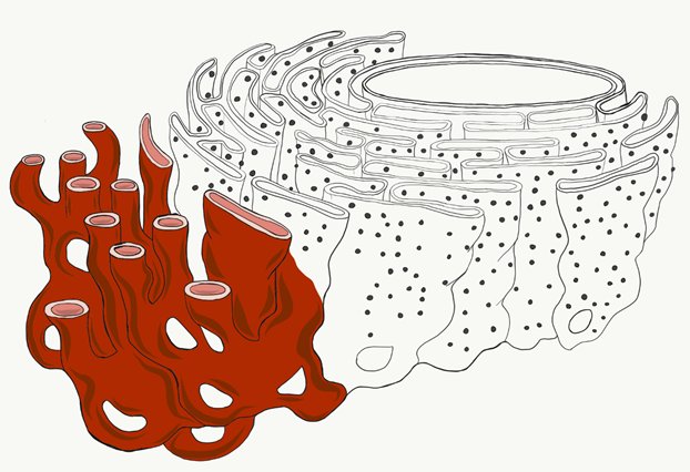 Endoplasmic reticulum