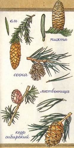 Ель шишки и хвоинки