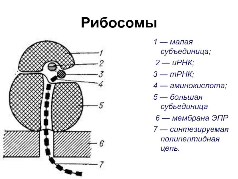 Рибосомы схематично