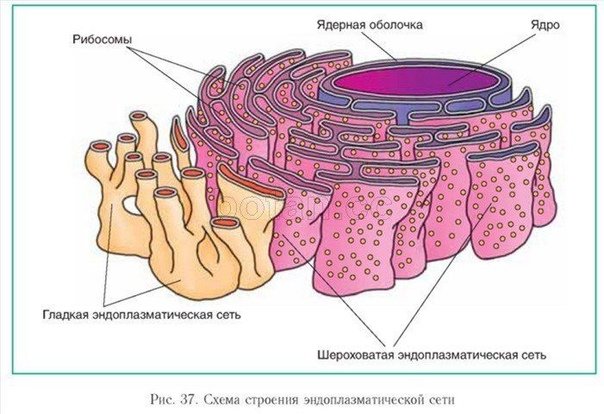 Гладкая и шероховатая ЭПС