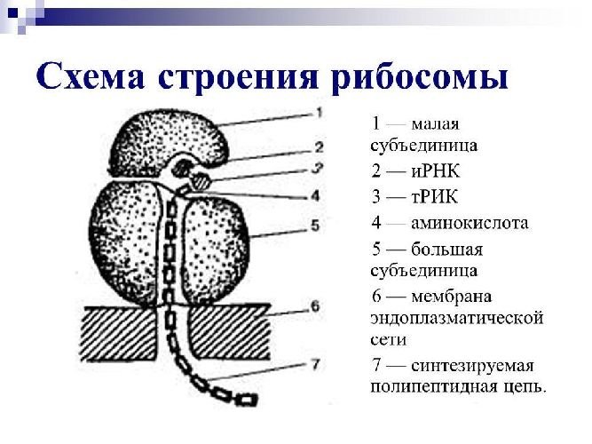 Строение рибосом биохимия