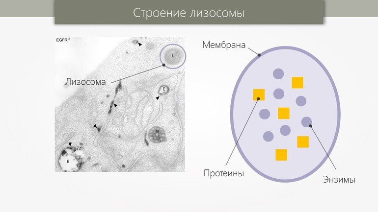Структура лизосомы рисунок
