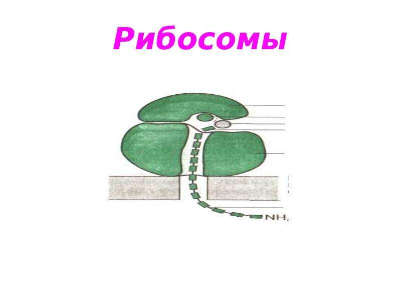 Рибосома рисунок биология в клетке
