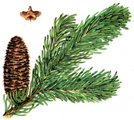 Пихта Майра (Abies Mayriana)