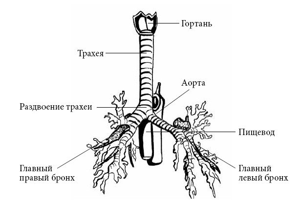 Трахея главные бронхи и легкие схема