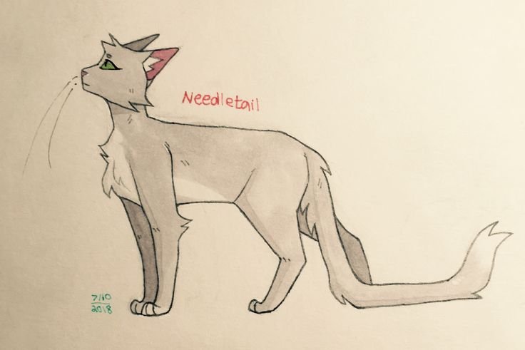 Коты Воители позы кошка