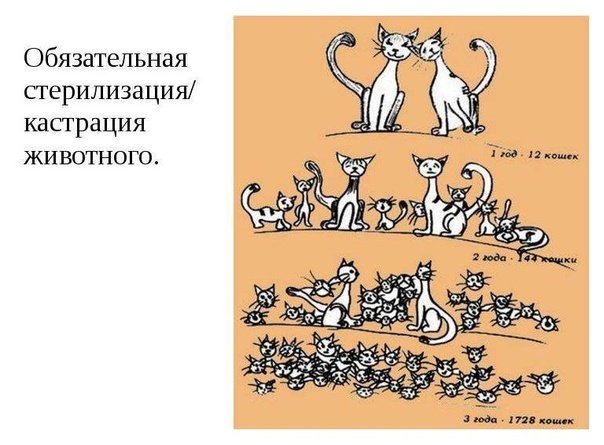 Стерилизация животных