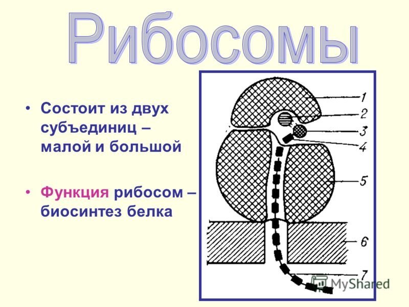Строение рибосомы 10 класс