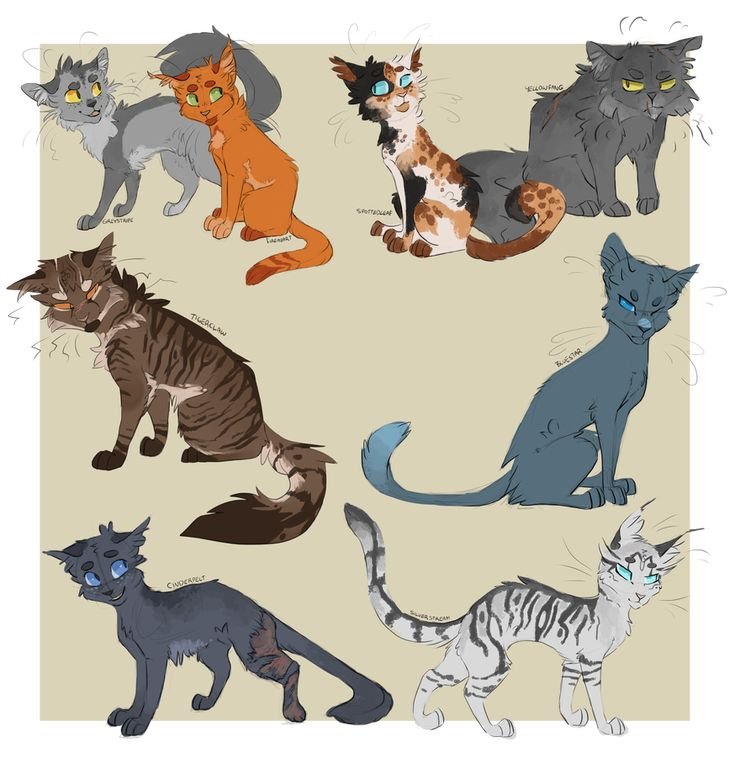 Кошка референс коты Воители