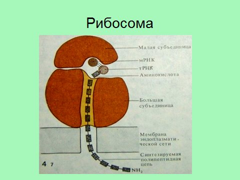 Рибосома растительной клетки рисунок