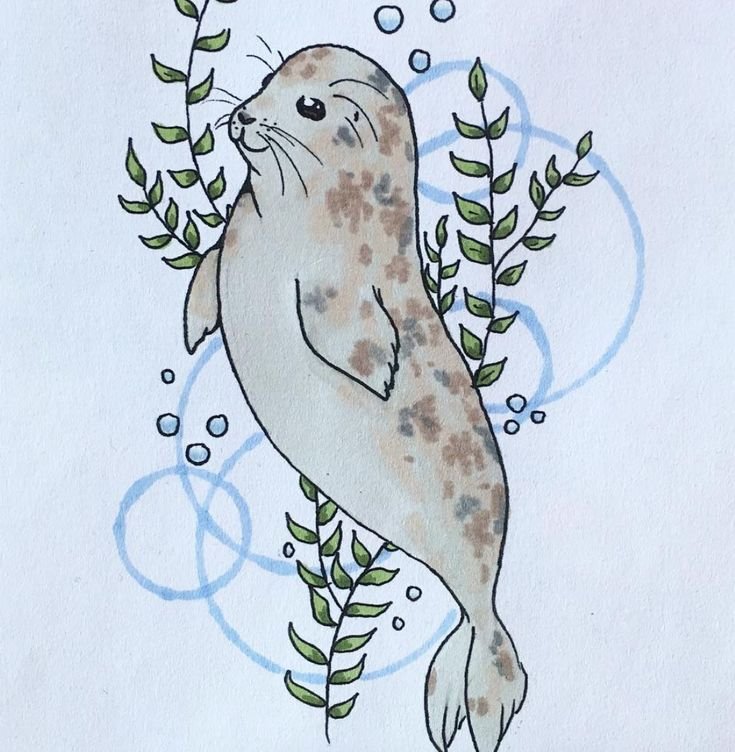 Морской котик рисунок