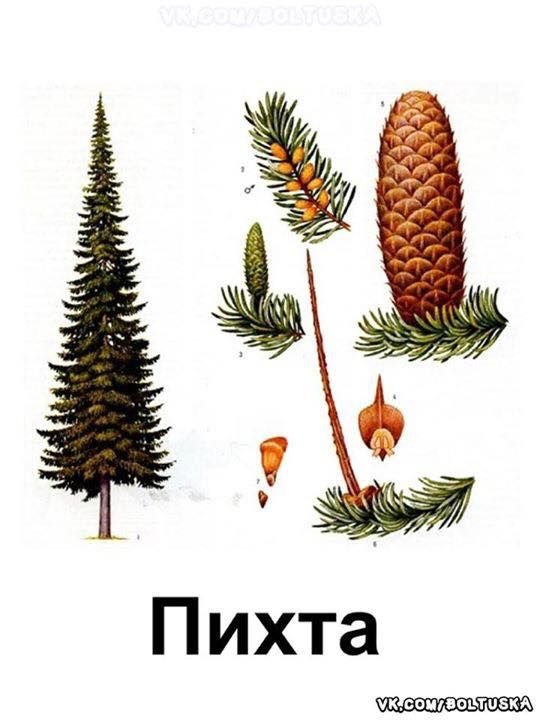 Ель Сибирская хвоинки