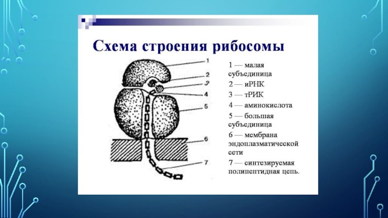 Структура рибосомы схема