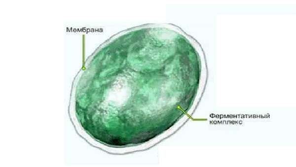 Структура лизосомы клетки
