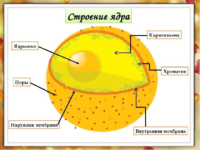 Строение ядра эукариотической клетки схема