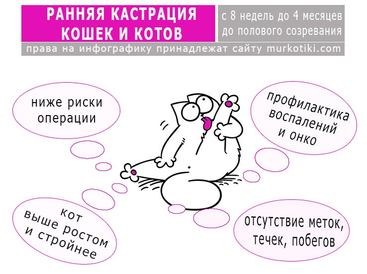 Стерилизация животных