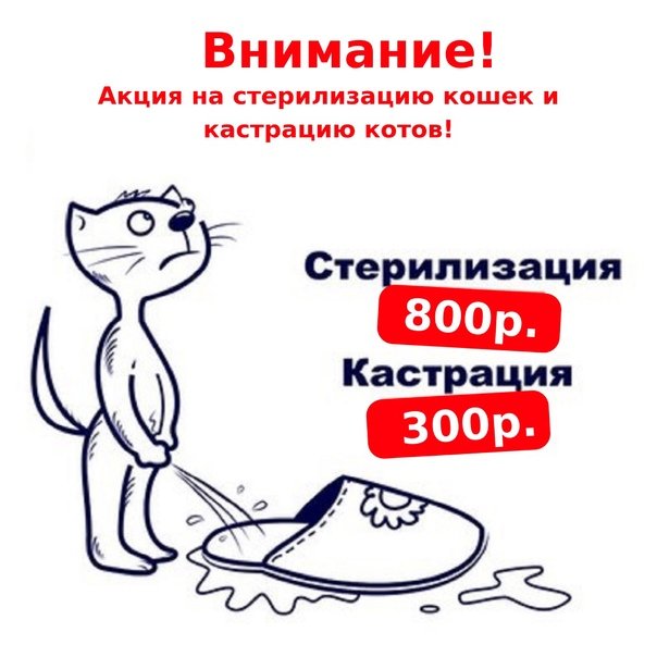 Акция стерилизация кошек