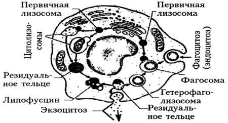 Электронограмма первичной лизосомы
