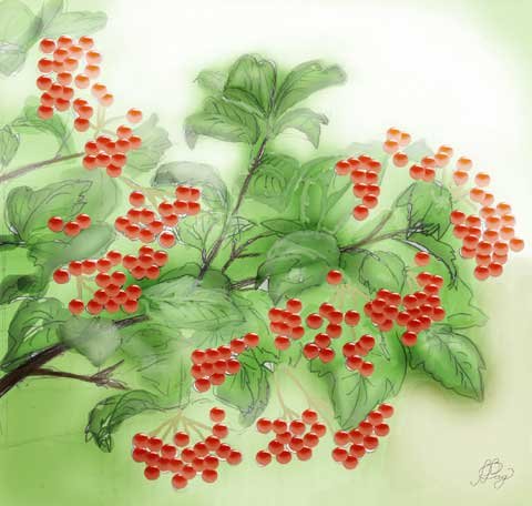 Куст калины рисунок