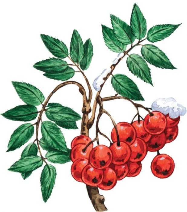 Нарисовать калину