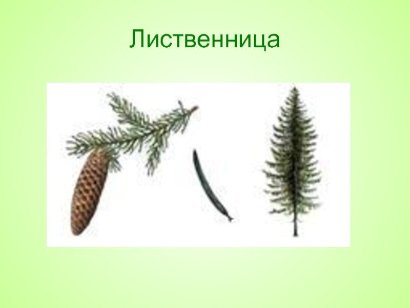 Сосна обыкновенная шишки и хвоинки