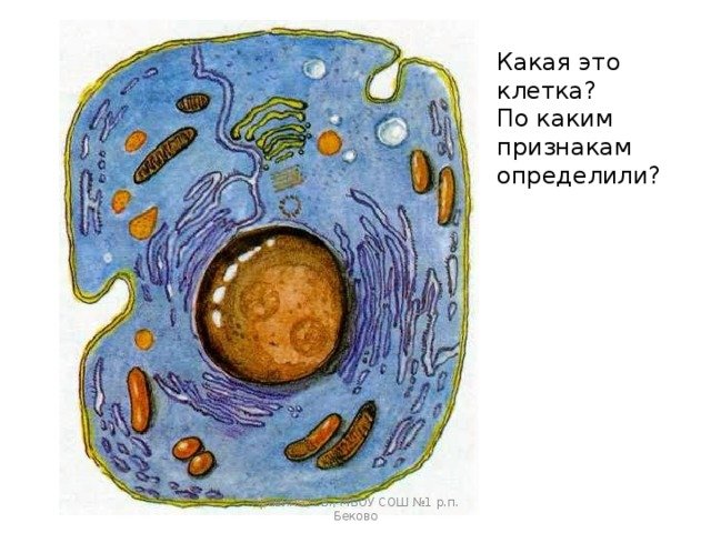 Ядро животной клетки рисунок