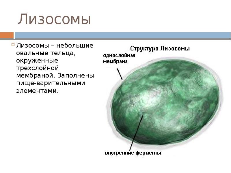 Строение лизосомы клетки