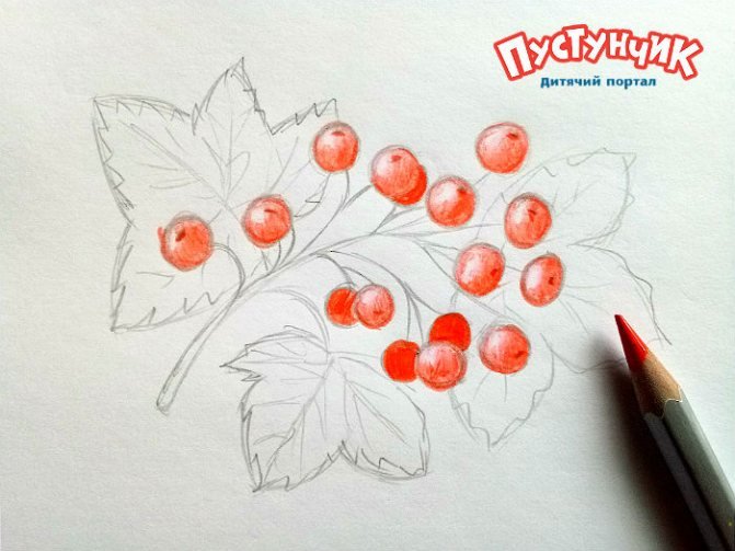 Рисунок калины карандашом